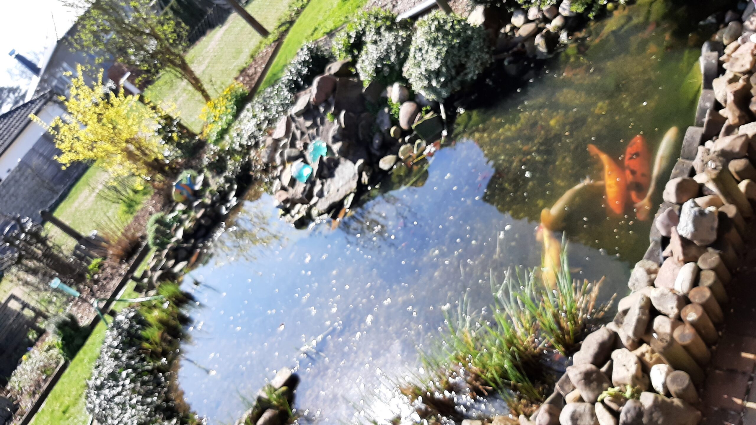 Koi Teichservice Minden, DE